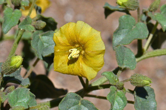 Yellow Nightshade Groundcherry is a native sub-shrub with yellow widely bell-shaped flowers and yellow anthers. Physalis crassifolia